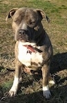 A blue-nose brindle Pit Bull Terrier is sitting in grass and he is looking forward. He is sitting behind a persons shadow.