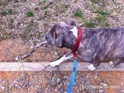 A blue-nose Brindle Pit Bull Terrier is  walking across a log outside on a walk.