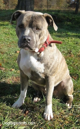 A blue-nose brindle Pit Bull Terrier is sitting in grass and he is looking forward. His head is slightly tilted to the right. His chest is wide and his head is large.