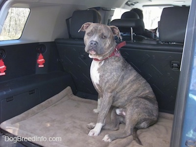 A blue-nose Pit Bull Terrier dog is sitting in the middle of a mini van that has the middle seats removed and he is looking out the open sliding door.