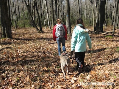 The back of a girl in a red coat and a girl in a blue coat that are leading a blue-nose Brindle Pit Bull Terrier on a walk through the woods.