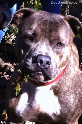 Close up - A blue-nose Brindle Pit Bull Terrier is wearing a red collar sitting in grass and he is looking forward.