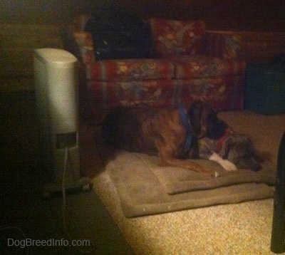 A brown with black and white Boxer and a blue-nose Brindle Pit Bull Terrier are laying on a dog bed.