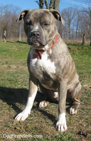 A blue-nose brindle Pit Bull Terrier is sitting in grass. In the background there are trees that have no leaves on them.