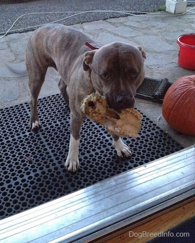 A blue-nose Brindle Pit Bull Terrier is standing on a rubber mat and he has a piece of a skull in his mouth. He is looking forward.