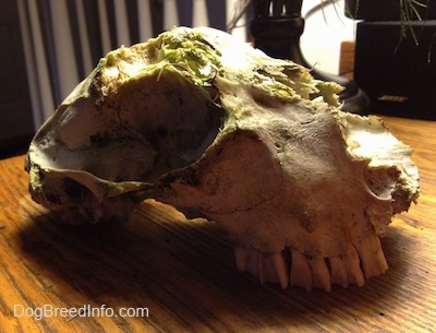 Close up - An animal skull on top of a table.