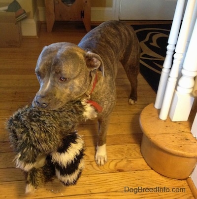 A blue-nose Brindle Pit Bull Terrier is standing next to a staircase and he has a toy in his mouth.