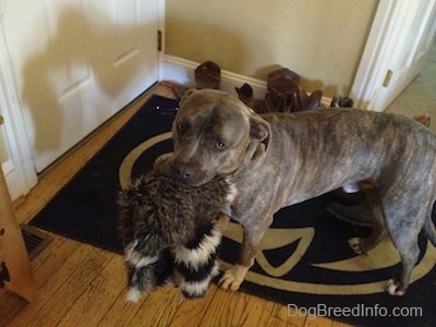 A blue-nose Brindle Pit Bull Terrier is standing on a Penn State University rug and he is looking forward. He has a toy in his mouth.