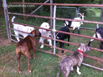A blue-nose brindle Pit Bull Terrier puppy and a brown brindle Boxer are standing outside of a fence and in between the fence and a gate are two Great Pyrenees dogs and three goats.