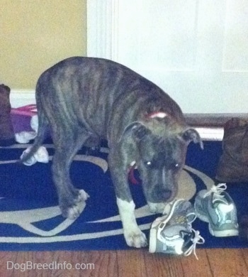 A blue-nose brindle Pit Bull Terrier puppy is standing on a Penn State University door mat and there are two shoes in front of him.