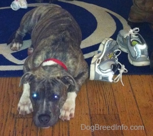 A blue-nose brindle Pit Bull Terrier puppy is laying down on a Penn State University door mat and next to him there is a pair of shoes.