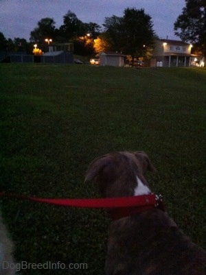 The back of a blue-nose brindle Pit Bull Terrier puppy that is looking across a field at a skate park.