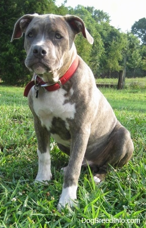 Front side view - A blue-nose brindle Pit Bull Terrier puppy is wearing a red collar sitting in grass looking forward.