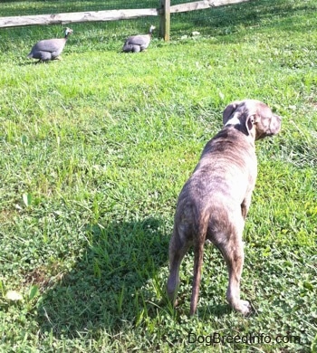 The back of a blue-nose brindle Pit Bull Terrier puppy is standing on grass and he is looking to the right. In front of him there are Guinea Fowl walking across a wooden split rail fence.