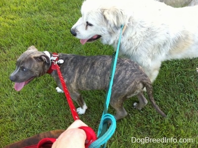 A blue-nose brindle Pit Bull Terrier puppy is walking across grass and he is next to a Great Pyrenees dog. They both are panting.