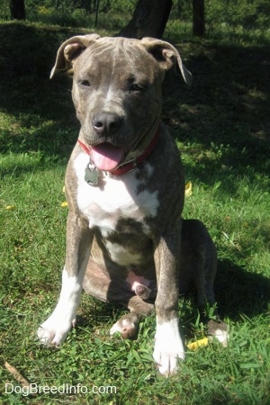 A happy-looking, wide-chested, big-headed, blue-nose brindle Pit Bull Terrier puppy is sitting in grass and he is looking forward. His mouth is open, tongue is out and he is looking down.