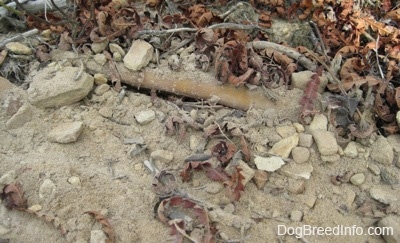 A bully stick that is covered in dirt and sand.