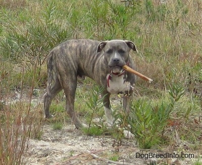 A blue-nose brindle Pit Bull Terrier puppy is walking down a sandy surface with tall grass and weeds growing out of it with a bully stick bone in his mouth.