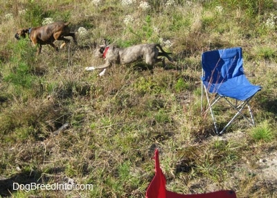 A blue-nose brindle Pit Bull Terrier puppy is running behind a brown brindle Boxer across a grassy hill that has a blue and a red lawn chair on it.