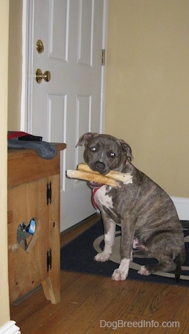A blue-nose brindle Pit Bull Terrier puppy is sitting on a Penn State University door mat in front of a closed front door with two rawhide bones in his mouth.