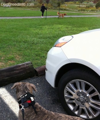 A blue-nose brindle Pit Bull Terrier puppy is standing on a blacktop surface next to a white Toyota Sienna minivan vehicle looking at a dog being walked by a lady in all black.