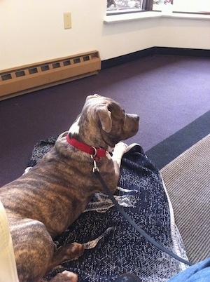 Side view - A blue-nose brindle Pit Bull Terrier is laying on top of a blanket and he is looking towards the right.