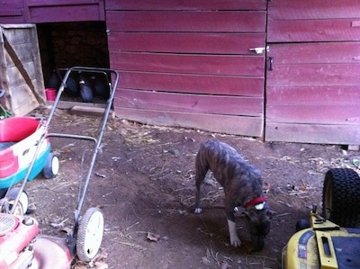 A blue-nose brindle Pit Bull Terrier is digging into dirt and there is a red barn behind him. To the left there is a lawn mower and a wagon and to the right there is another lawn mower.