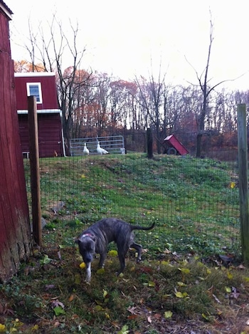 A blue-nose brindle Pit Bull Terrier is standing in grass next to a red chicken coop and behind him is a wire fence. In the distance is a red barn and a couple of white and tan peahens.