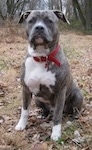 A blue-nose brindle Pit Bull Terrier is sitting in brown grass and there are leaves around him. He is looking forward.