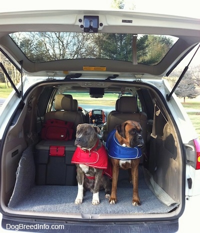A blue-nose brindle Pit Bull Terrier, in a red vest and a brown brindle Boxer, in a blue vest are standing and sitting in the trunk of an open hatch of a Toyota Sienna minivan.