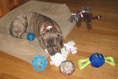 A blue-nose brindle Pit Bull Terrier is laying on a tan dog bed chewing on a rope toy with a lot of other toys scattered about around him.