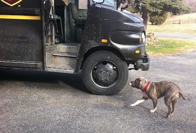 A blue-nose brindle Pit Bull Terrier is moving around excitedly in front of a UPS truck with a bone in his mouth.