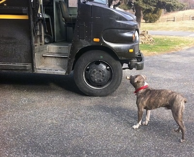A blue-nose brindle Pit Bull Terrier is standing on a blacktop surface and he has a bone in his mouth looking up at the UPS truck in front of him.