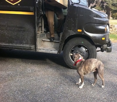 A blue-nose brindle Pit Bull Terrier has a bone in its mouth and he is looking up at a UPS driver that is coming out of his truck with a package.