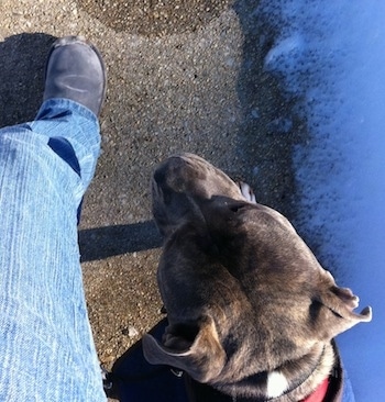 Top down view of a blue-nose brindle Pit Bull Terrier walking up a sidewalk next to a person.