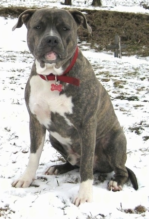Front side view - A blue-nose brindle Pit Bull Terrier is sitting in snow and he is looking forward.