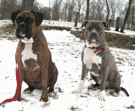 A blue-nose brindle Pit Bull Terrier and a brown brindle Boxer are sitting in snow and they are looking forward.
