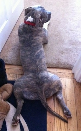 A blue-nose brindle Pit Bull Terrier is laying out in a doorway and he is looking to the right. His back legs are back and out to the sides in a funny way.