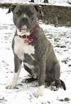 A blue-nose brindle Pit Bull Terrier is sitting in snow and he is looking forward.