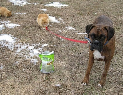 A brown brindle Boxer is standing in grass and a orange with white cat is playing with his leash. There is a bag of treats next to Bruno.