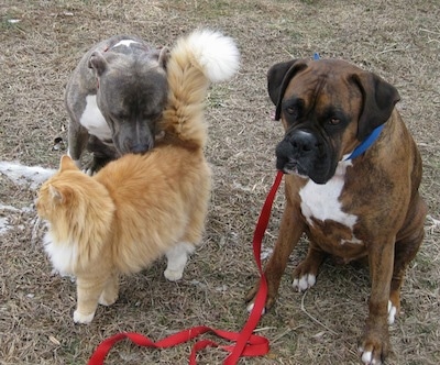 A blue-nose brindle Pit Bull Terrier is sitting behind a orange with white cat and he is sniffing the cat. Next to them is a brown brindle Boxer that is sitting in grass.