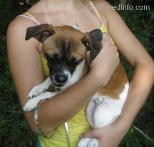 A lady in a yellow shirt is holding a tan and white with black Chug dog.