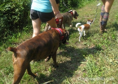 A blue-nose brindle Pit Bull Terrier puppy, a tan and white with black Chug dog and a brown brindle Boxer are being led on a walk across a path.