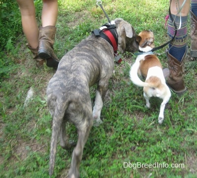 A blue-nose brindle Pit Bull Terrier puppy and a tan and white with black Chug dog are being led on a walk. The Pit Bull is sniffing the Chug.
