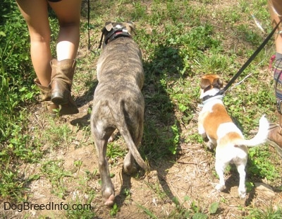 A blue-nose brindle Pit Bull Terrier puppy and a tan and white with black Chug dog are being led on a walk.