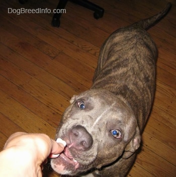Close up - A blue-nose brindle Pit Bull Terrier puppy is standing on a hardwood floor and he is being fed a chewable medicine that is shaped like a dog bone.