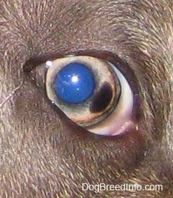 Close up -  The eye of a blue-nose brindle Pit Bull Terrier puppy that has a brown spot on the right of it.