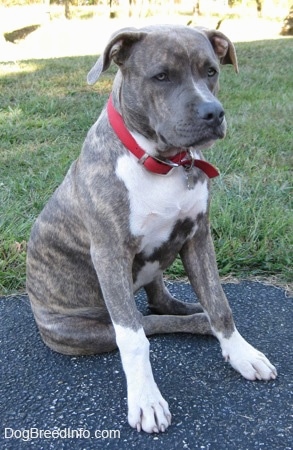 Front side view - A blue-nose brindle Pit Bull Terrier puppy is sitting on a blacktop surface looking to the right.