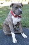 A blue-nose brindle Pit Bull Terrier puppy is sitting on a blacktop surface and he is looking to the right. He is wearing a loose red collar.