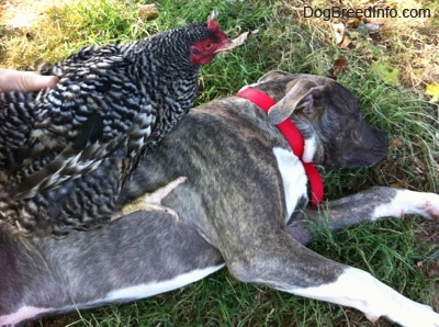 A blue-nose brindle Pit Bull Terrier puppy is laying on his left side in grass. There is a black and white chicken standing on his right side.